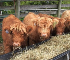 Elm Hollow's Kallie's Lass Highland Heifer calf in pasture