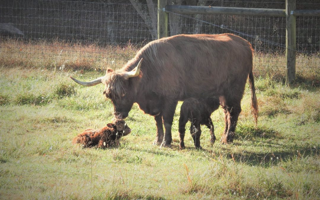 Highland cow with twins at Elm Hollow Farm