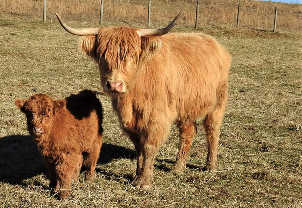 Yellow Highland Cow named Adelida in Southeast US