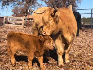 Adelida's Hope as a Highland calf with her dam