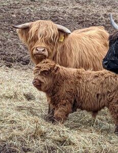 Adelina's Hope Highland Cow with bull calf