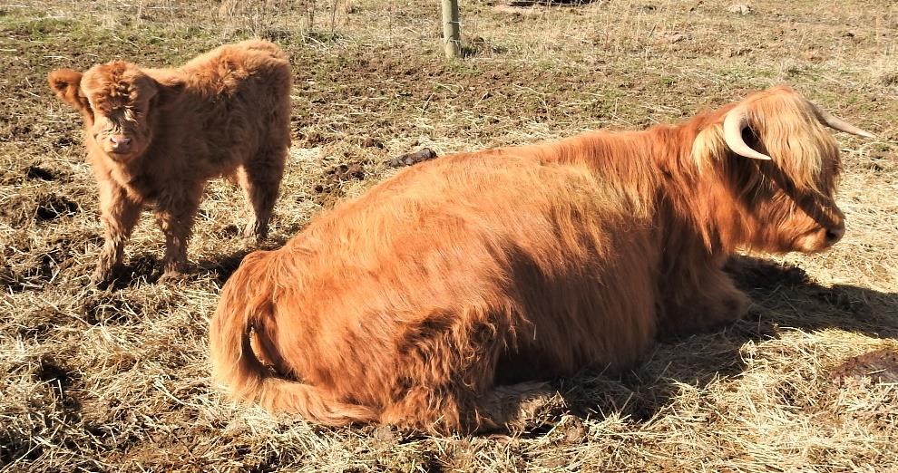 Adelida's Hope Highland Cow with bull calf