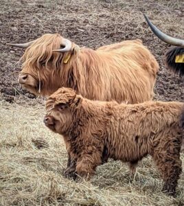 Adelida's Hope Highland cow with newborn
