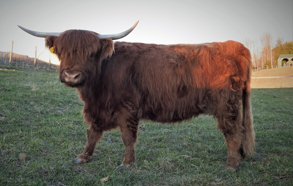 For Sale - Red Highland Cow Annabelle Jean at Elm Hollow Farm