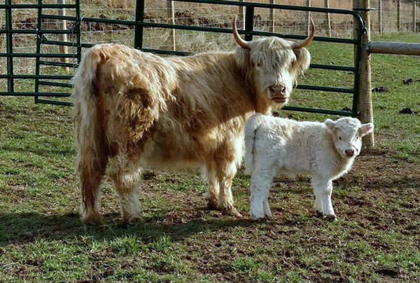 Highland Cattle Cow Available For Sale Pictured With 2017 Calf