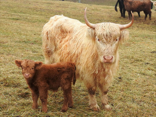 Highland Cattle Cow Available For Sale