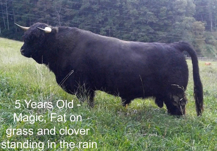 BE Magic Highland Bull at 5 years