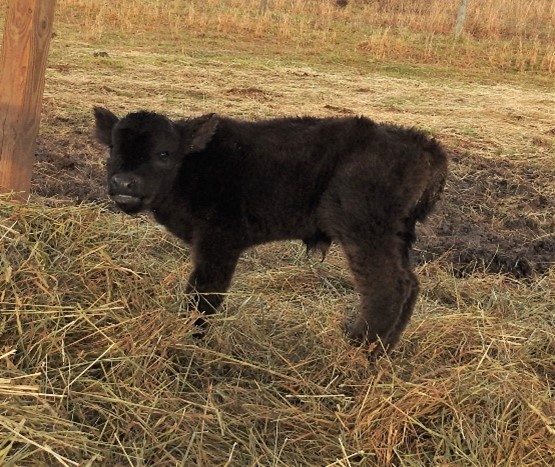 Baby Highland Calf with fluffy black coat