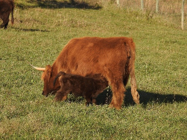 Highland-heifer-calf-nursing-at-Elm-Hollow-Farm