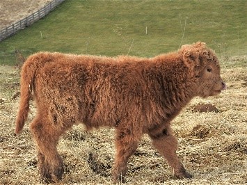 Lavena's Laddie, a small red steer calf walking thru scattered hay at Elm Hollow Farm