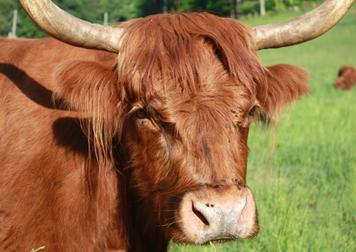 Bad horns on Scottish Highland cow