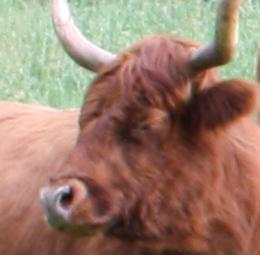 Bad horns on Scottish Highland cow do not conform with breed standards