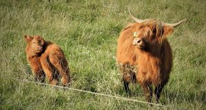 Highland cow Ban Duic and her calf Legacy's Bonus shown at 5 weeks old