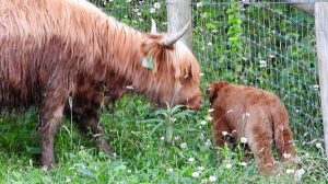 Highland cow named Ban Duic with 2 day old calf named Bonus