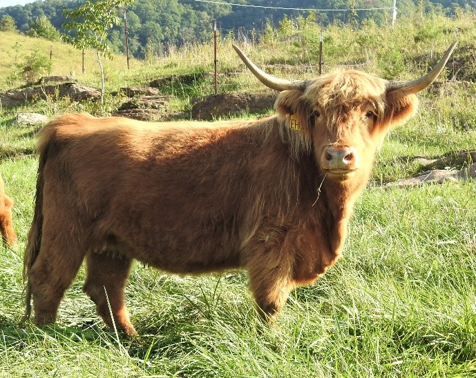 Ban Duic of Legacy highland cow