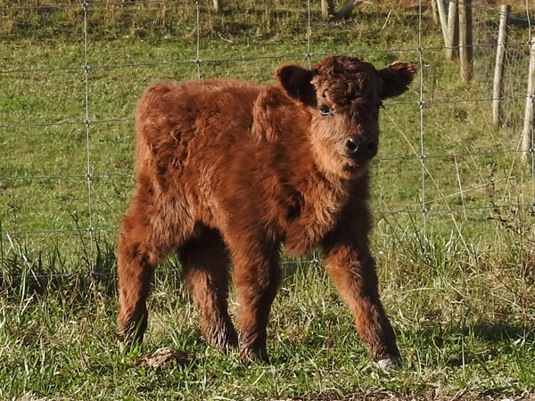 Heifer Calf Bernadette at Three Weeks Old
