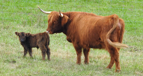 Highland cow and calf shown together