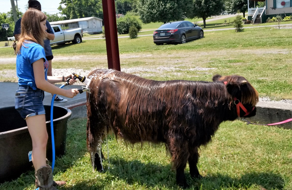Girl washing Highland calf in preparation for showing him at 4H fair