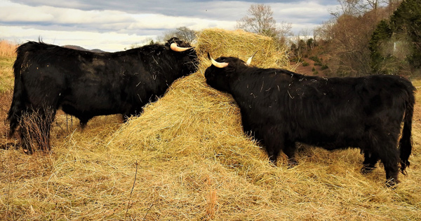 Highland cattle eating hay while flirting