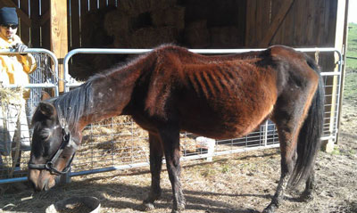 Belinda, A Rescue Horse That Came To Us Starving