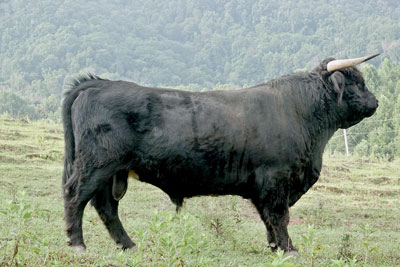 Big Ridge Bearnard aka Bear the Highland Bull at Elm Hollow Farm