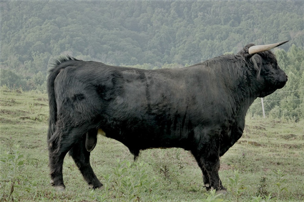 Black Highland bull Big Ridge Bearnard at 20 months old