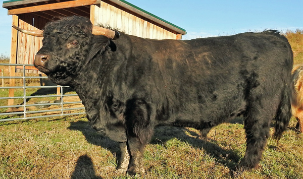 Large black Highland bull show at Elm Hollow Farm