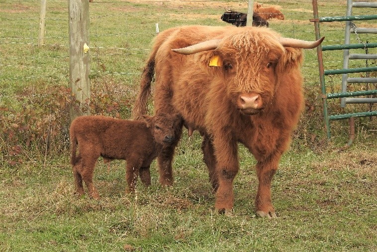 Big Ridge Callie with calf