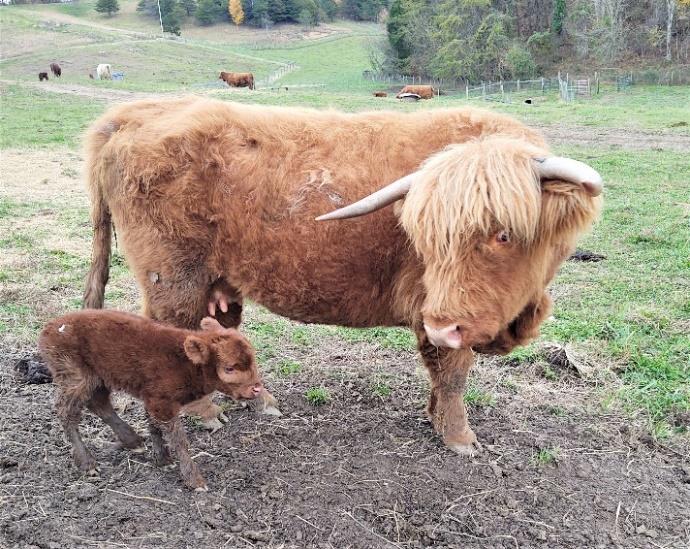 Big Ridge Callie Highland cow with her heifer calf Kallie's Lass