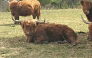 Big Ridge Derry Highland bull laying in pasture