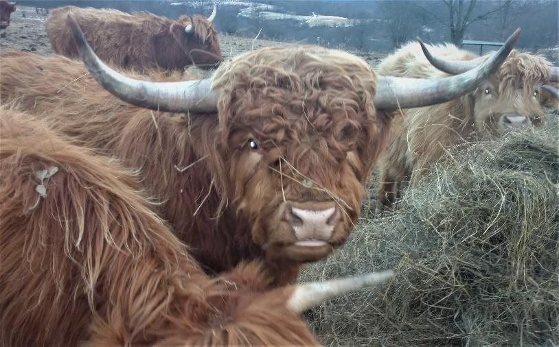 Big Ridge Derry Highland bull face