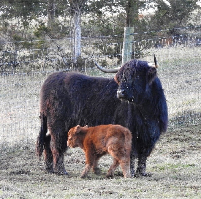 Big Ridge Dubh Darcy with calf