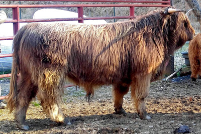 Big Ridge Fergus a Highland Bull at Elm Hollow Farm