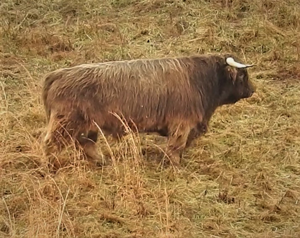 Highland bull named Big Ridge Fergus striding through winter pasture