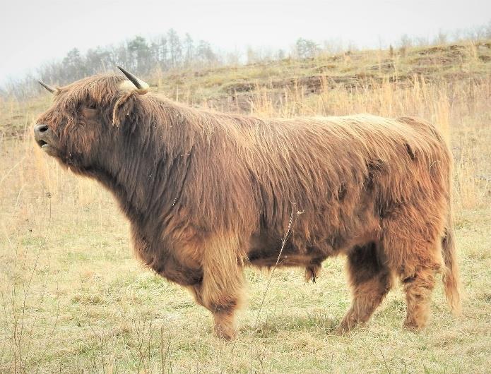 Blue Ridge Fergus a highland bull out standing in his field