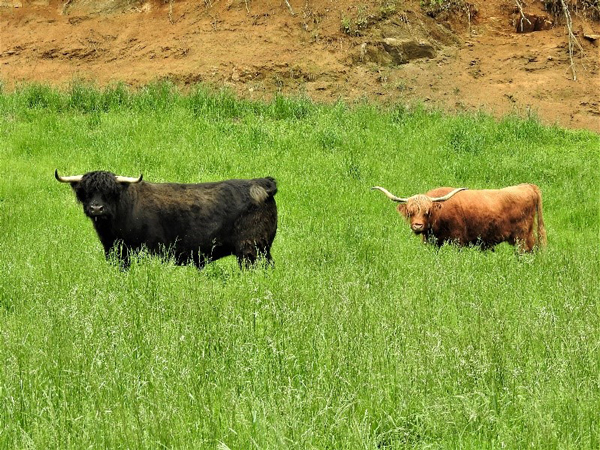 Black Highland bull and red highland cow in the distance in tall grass