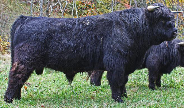 Highland Bull named Big Ridge VooDoo Magic at 22 months old