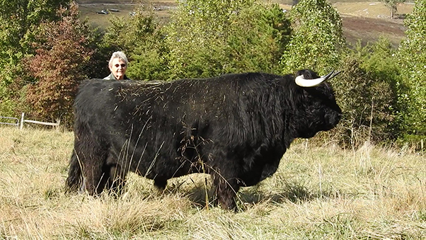Owner Nancy Geller standing behind large black Highland bull named Big Ridge Voodoo Magic