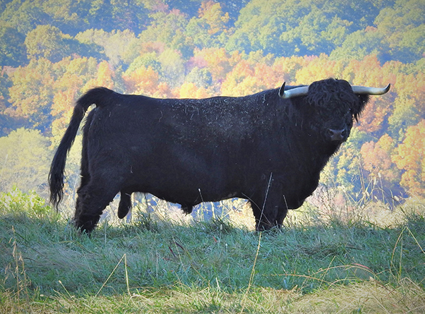 Highland bull VooDoo Magic standing at profile against beautiful fall foliage