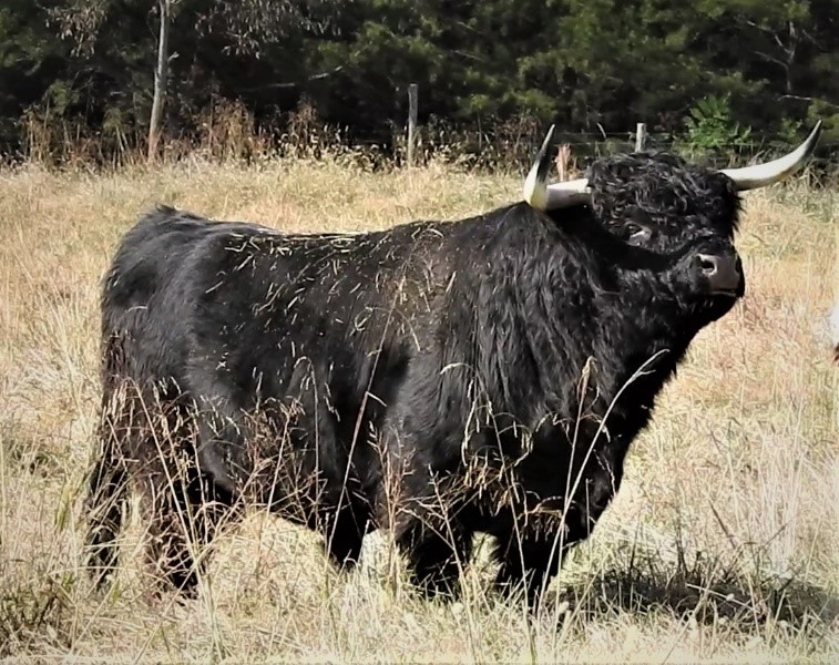 Angle view of Highland bull Big Ridge Voodoo Magic standing at attention
