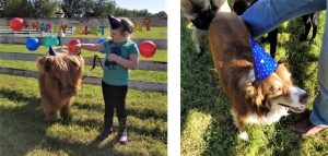 Birthday party with dog and Highland calf