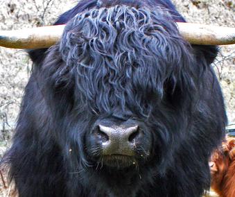 Black highland bull with bushy forelock for strong conformation with the breed standard