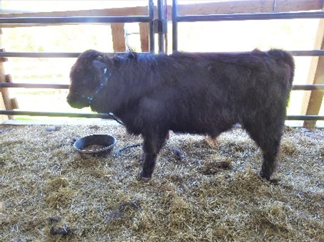 Black Highland bull calf in cattle pen with a snack bowl