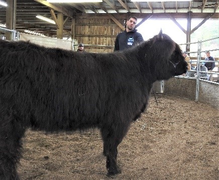 A black Highland calf in the show ring at auction