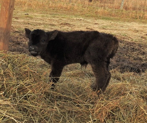 Very young black Highland bull calf