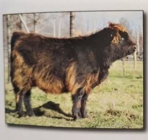 Photo of a photo of a black Highland heifer calf with unique gold accents