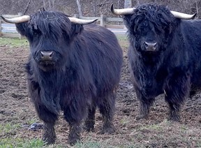 Highland cow and bull pictured together, both with long black hair