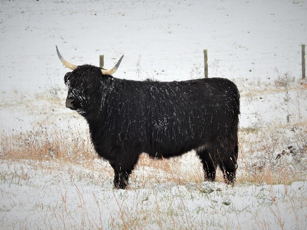 Black cow standing in snowy field very pregnant
