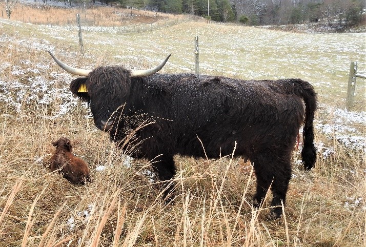 Black Highland cow "Nocturne" with her newborn on a snow dusted winter pasture