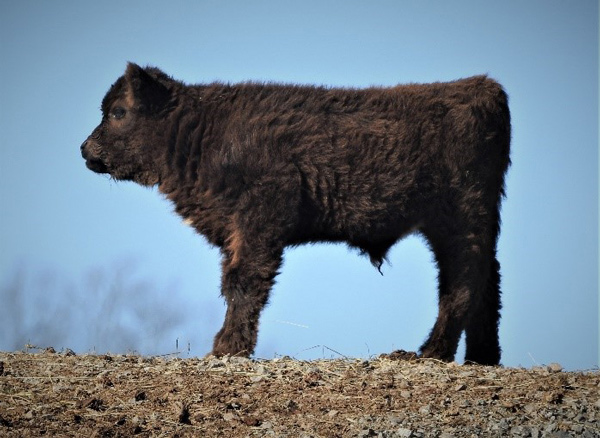 Black Highland bull calf at 3 weeks old